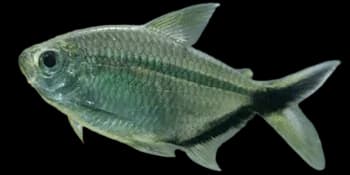 科斯塔氏直线脂鲤（Moenkhausia costae）图片