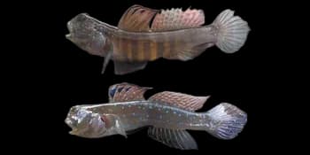 孔雀丝虾虎鱼（Cryptocentrus pavoninoides）图片