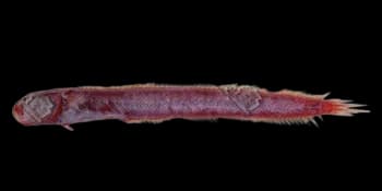 孔虾虎鱼（Trypauchen vagina）图片
