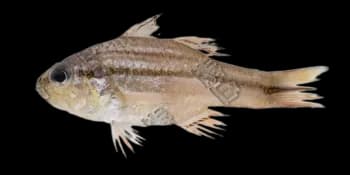 宽条鹦天竺鲷（Ostorhinchus fasciatus）图片