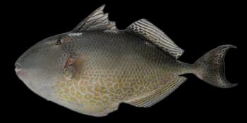 宽尾鳞鲀（Abalistes stellatus）图片