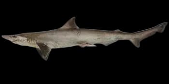 宽尾斜齿鲨（Scoliodon laticaudus）图片