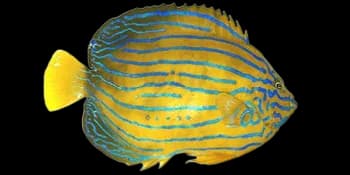 蓝带荷包鱼（Chaetodontoplus septentrionalis）图片