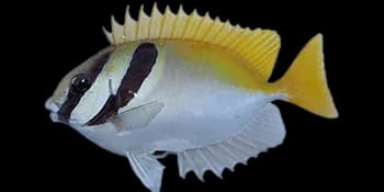 蓝带篮子鱼(蓝带狐狸)（Siganus virgatus）图片