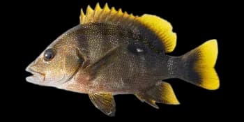 蓝点笛鲷（Lutjanus rivulatus）图片