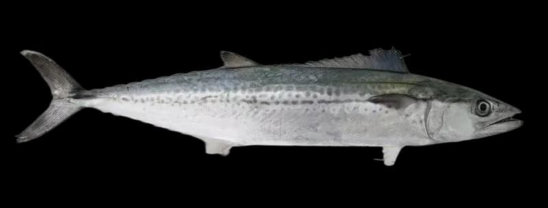 蓝点马鲛（Scomberomorus niphonius）图片