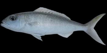 蓝短鳍笛鲷（Aprion virescens）图片