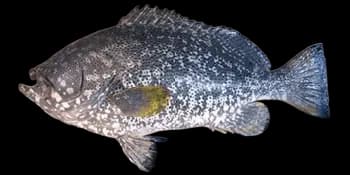 蓝鳍石斑鱼（Epinephelus cyanopodus）图片