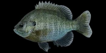 蓝鳃太阳鱼（Lepomis macrochirus）图片