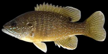 蓝太阳鱼（Lepomis cyanellus）图片