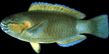 蓝头绿鹦嘴鱼（Chlorurus sordidus）图片