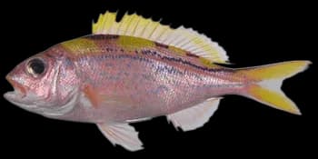 蓝纹紫鱼（Pristipomoides argyrogrammicus）图片
