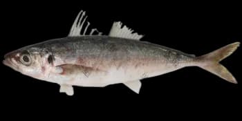 蓝圆鲹（Decapterus maruadsi）图片