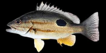勒氏笛鲷（Lutjanus russellii）图片