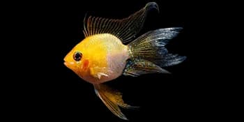 雷氏小嗜土丽鲷（Mikrogeophagus ramirezi）图片