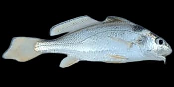 勒氏枝鳔石首鱼（Dendrophysa russelii）图片