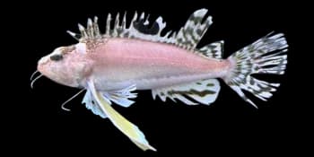 棱须蓑鲉（Apistus carinatus）图片
