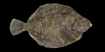 粒鲽（Clidoderma asperrimum）图片