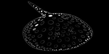 利氏江魟（Potamotrygon leopoldi）图片