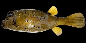 粒突箱鲀（Ostracion cubicus）图片