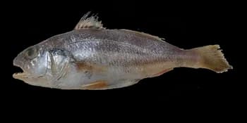 鳞鳍叫姑鱼（Johnius distinctus）图片