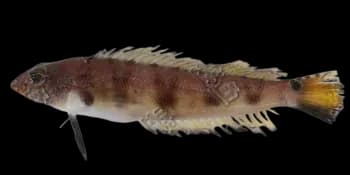 六带拟鲈（Parapercis sexfasciata）图片
