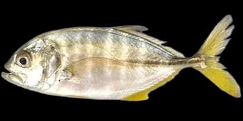 六带鲹（Caranx sexfasciatus）图片