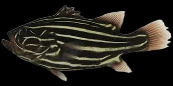 六带线纹鱼（Grammistes sexlineatus）图片