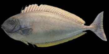六棘鼻鱼（Naso hexacanthus）图片