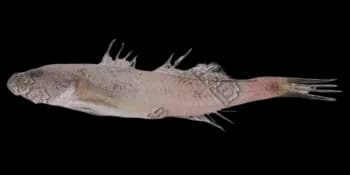 六丝钝尾虾虎鱼（Amblychaeturichthys hexanema）图片