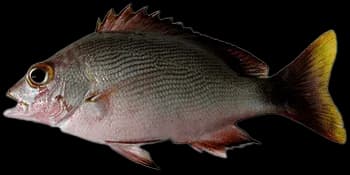 隆背笛鲷（Lutjanus gibbus）图片