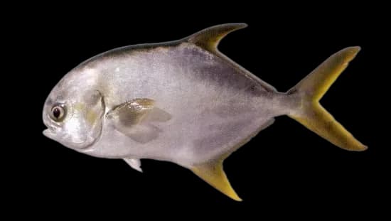 卵形鲳鲹（Trachinotus ovatus）图片