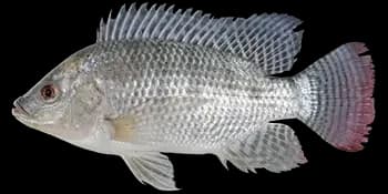 罗非鱼（Oreochromis niloticus）图片
