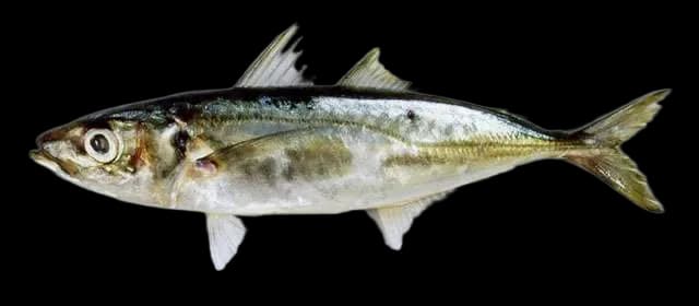 罗氏圆鲹（Decapterus russelli）图片