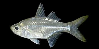 裸头双边鱼（Ambassis gymnocephalus）图片
