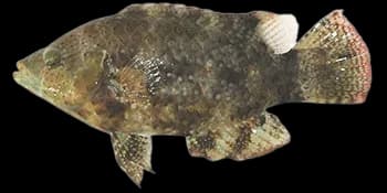 绿尾唇鱼（Cheilinus chlorourus）图片