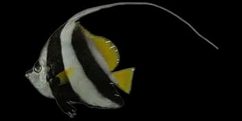 马夫鱼（Heniochus acuminatus）图片