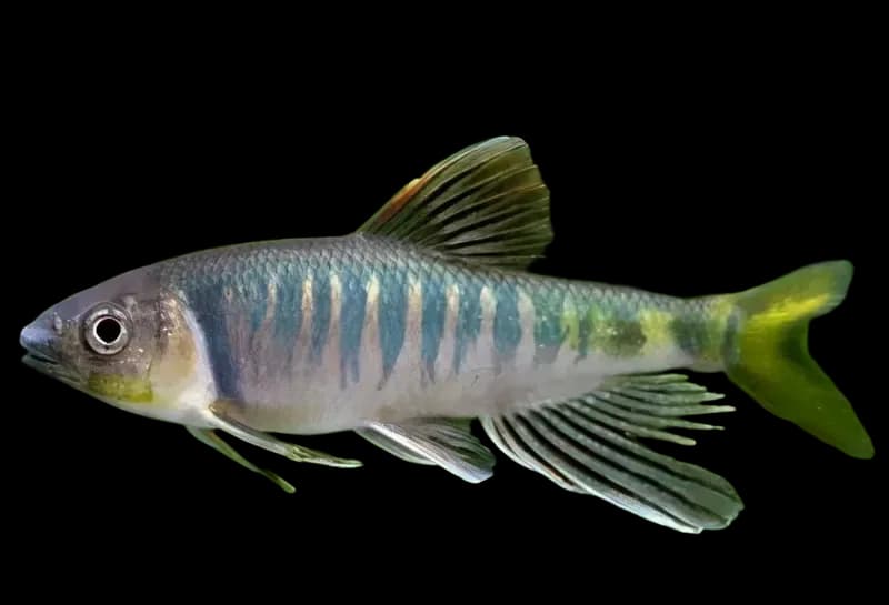 马口鱼（Opsariichthys bidens）图片