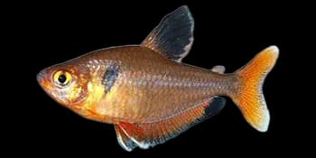马头鲃脂鲤（Hyphessobrycon eques）图片