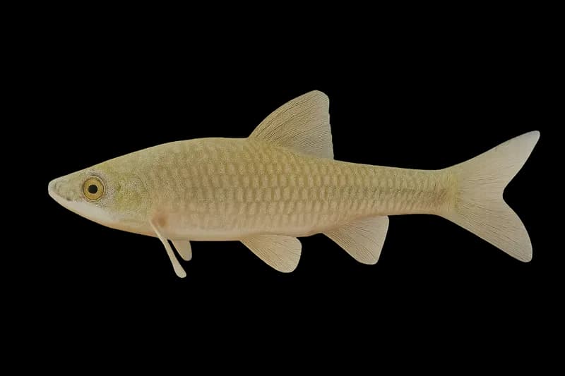麦穗鱼（Pseudorasbora parva）图片
