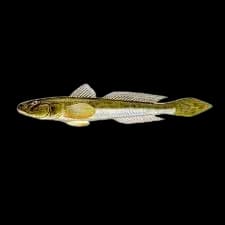 矛尾虾虎鱼（Chaeturichthys stigmatias）图片