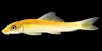 湄公双孔鱼（Gyrinocheilus aymonieri）图片