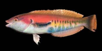 玫瑰细鳞盔鱼（Hologymnosus rhodonotus）图片