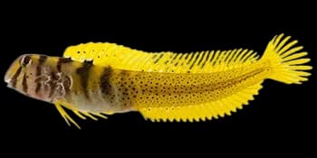 美肩鳃鳚（Omobranchus elegans）图片