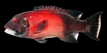 美丽突额隆头鱼（Semicossyphus pulcher）图片