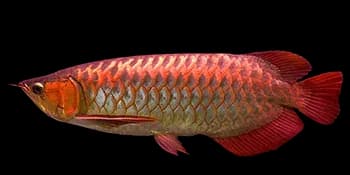 美丽硬骨舌鱼（Scleropages formosus）图片