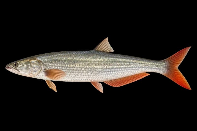 蒙古鲌（Chanodichthys mongolicus）图片