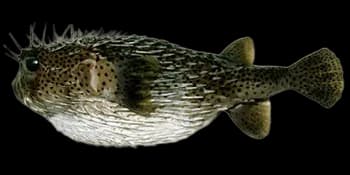 密斑刺鲀（Diodon hystrix）图片