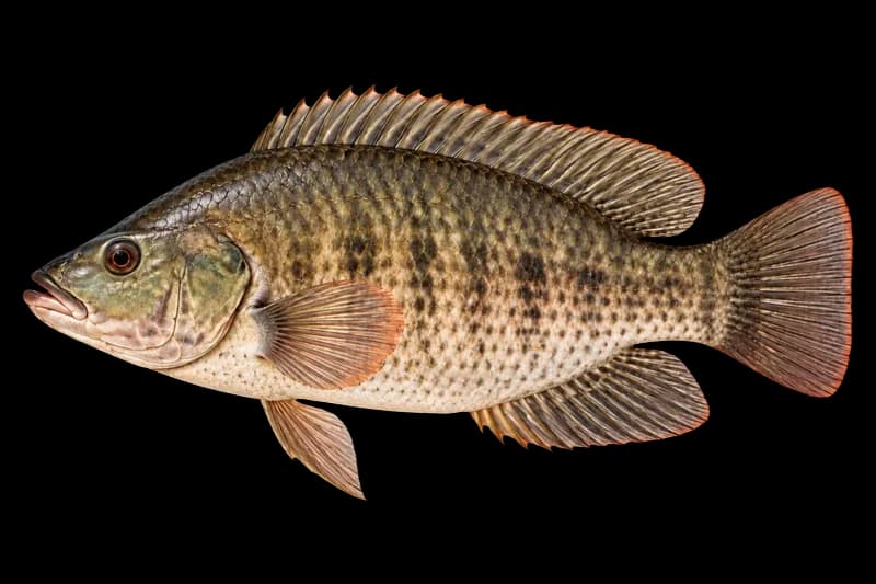 莫桑比克罗非鱼（Oreochromis mossambicus）图片