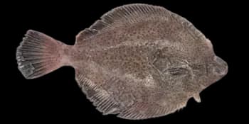 木叶鲽（Pleuronichthys cornutus）图片